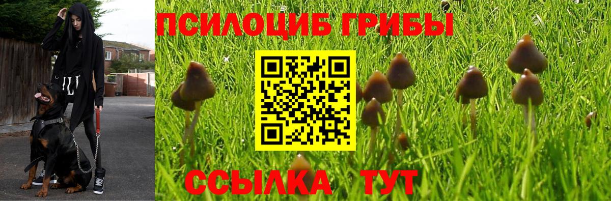 Новороссийск  Псилоцибиновые грибы GOLDEN TEACHER  Вход с VPN  Псилоцибиновые грибы Magic Shrooms 